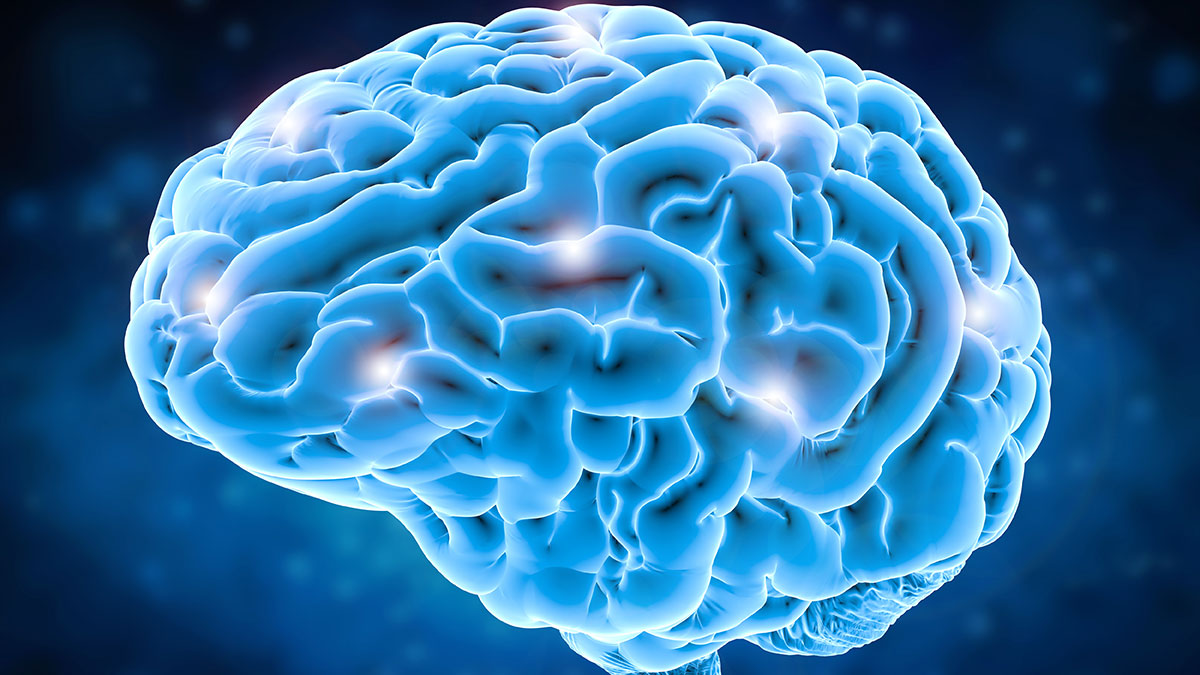 Brain